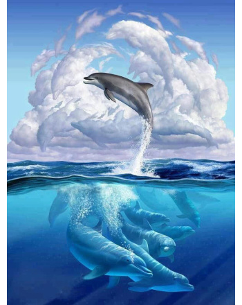 dolphin-illustration