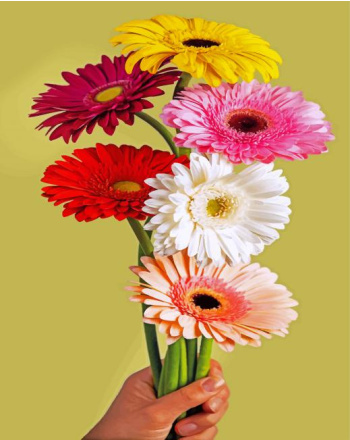 gerbera-bloem-paint-by-number