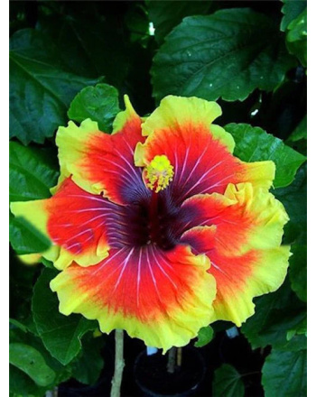 hibiscus-hawaii-1024x1024-2x