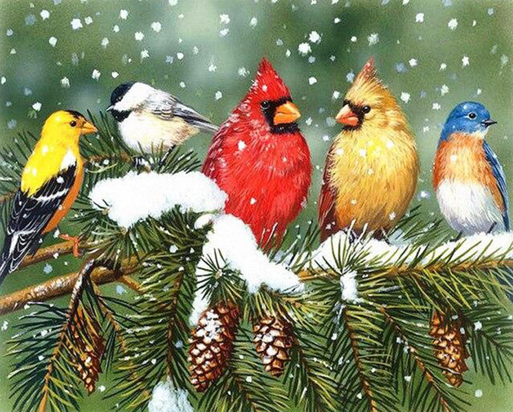 Schipper Winter Birds - Birds Paint By Number - Paint by numbers for adult