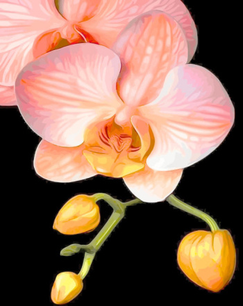 orange-orchid-paint-by-numbers-1